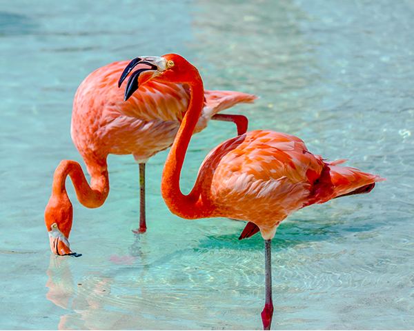 Flamingos on Renaisance Island in Aruba